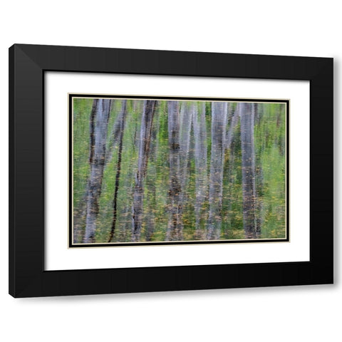 USA-Washington State-Old Cascade Highway off of Highway 2 and pond reflecting alder trees Black Modern Wood Framed Art Print with Double Matting by Gulin, Sylvia