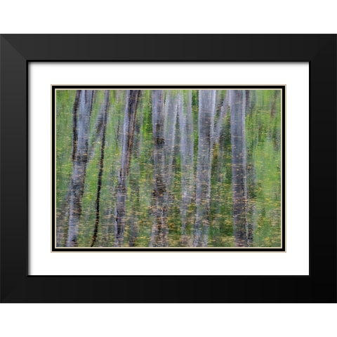 USA-Washington State-Old Cascade Highway off of Highway 2 and pond reflecting alder trees Black Modern Wood Framed Art Print with Double Matting by Gulin, Sylvia