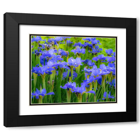 USA-Washington State-Pacific Northwest-Bellevue and the Bellevue Botanical Gardens springtime Black Modern Wood Framed Art Print with Double Matting by Gulin, Sylvia