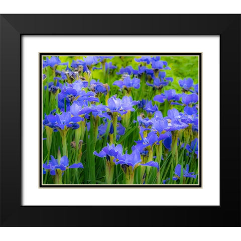 USA-Washington State-Pacific Northwest-Bellevue and the Bellevue Botanical Gardens springtime Black Modern Wood Framed Art Print with Double Matting by Gulin, Sylvia