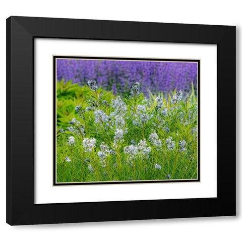 USA-Washington State-Pacific Northwest-Bellevue and the Bellevue Botanical Gardens springtime Black Modern Wood Framed Art Print with Double Matting by Gulin, Sylvia