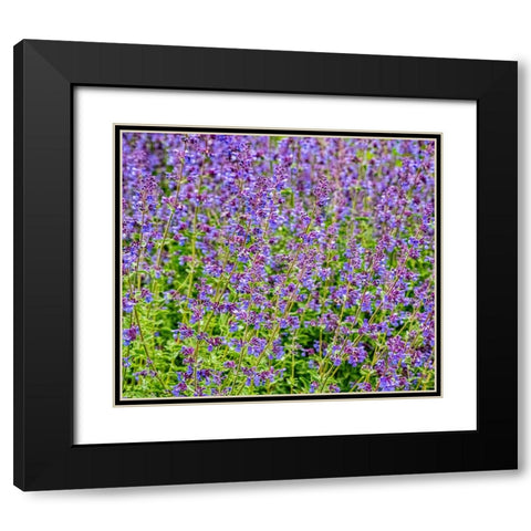 USA-Washington State-Pacific Northwest-Bellevue and the Bellevue Botanical Gardens springtime Black Modern Wood Framed Art Print with Double Matting by Gulin, Sylvia