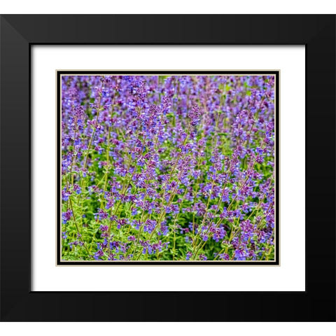 USA-Washington State-Pacific Northwest-Bellevue and the Bellevue Botanical Gardens springtime Black Modern Wood Framed Art Print with Double Matting by Gulin, Sylvia
