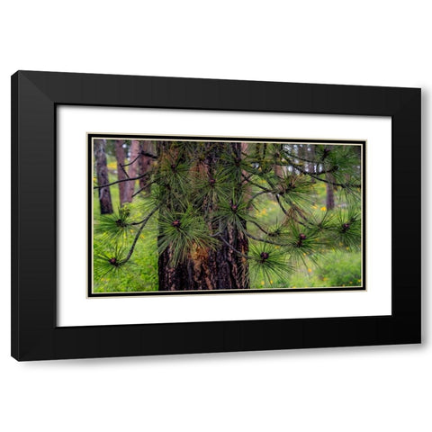 USA-Washington State-Table Mountain eastern Cascade Mountains and Ponderosa Pine Black Modern Wood Framed Art Print with Double Matting by Gulin, Sylvia