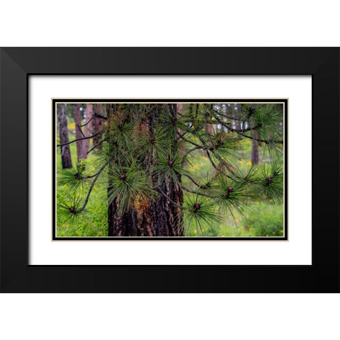 USA-Washington State-Table Mountain eastern Cascade Mountains and Ponderosa Pine Black Modern Wood Framed Art Print with Double Matting by Gulin, Sylvia