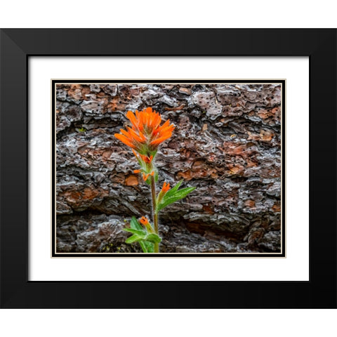 USA-Washington State-Table Mountain eastern Cascade Mountains Indian Paint Brush Black Modern Wood Framed Art Print with Double Matting by Gulin, Sylvia