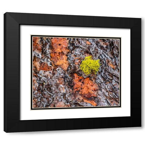 USA-Washington State-Table Mountain eastern Cascade Mountains Ponderosa Pine Bark Black Modern Wood Framed Art Print with Double Matting by Gulin, Sylvia