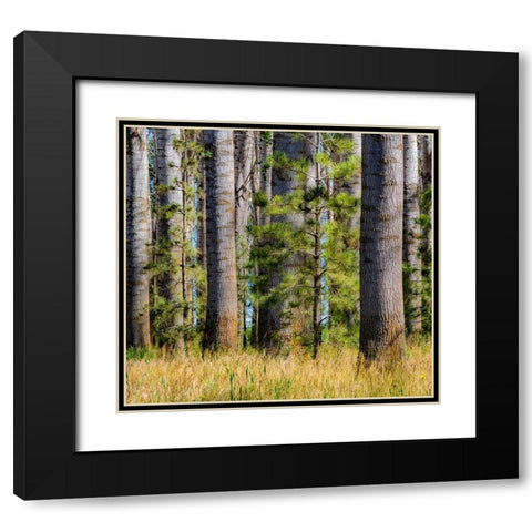 USA-Washington State-Othello grove of trees along Highway 26 Black Modern Wood Framed Art Print with Double Matting by Gulin, Sylvia