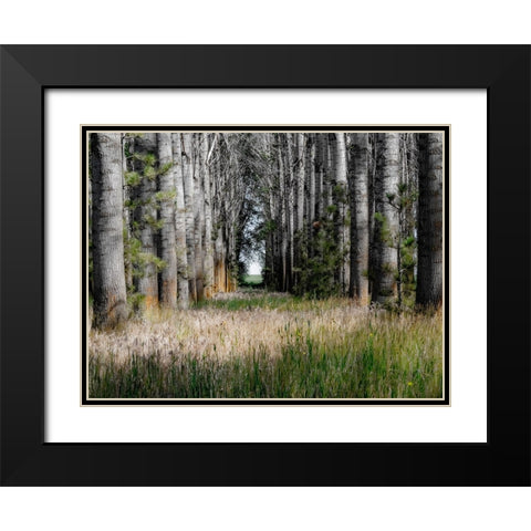 USA-Washington State-Othello grove of trees along Highway 26 Black Modern Wood Framed Art Print with Double Matting by Gulin, Sylvia