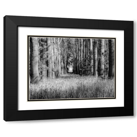 USA-Washington State-Othello grove of trees along Highway 26 Black Modern Wood Framed Art Print with Double Matting by Gulin, Sylvia