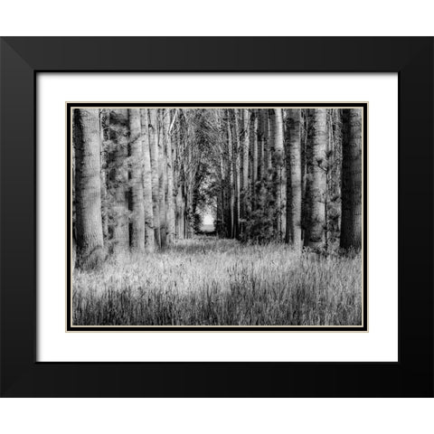 USA-Washington State-Othello grove of trees along Highway 26 Black Modern Wood Framed Art Print with Double Matting by Gulin, Sylvia