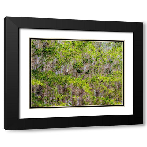 USA-Washington State-Othello grove of trees along Highway 26 Black Modern Wood Framed Art Print with Double Matting by Gulin, Sylvia