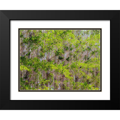 USA-Washington State-Othello grove of trees along Highway 26 Black Modern Wood Framed Art Print with Double Matting by Gulin, Sylvia