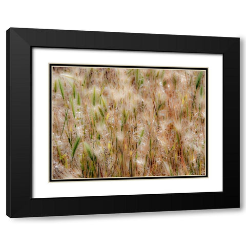 USA-Washington State-Benge Dried grass seed heads Black Modern Wood Framed Art Print with Double Matting by Gulin, Sylvia