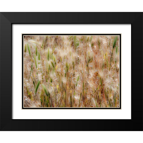 USA-Washington State-Benge Dried grass seed heads Black Modern Wood Framed Art Print with Double Matting by Gulin, Sylvia
