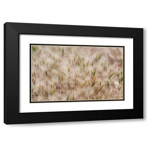 USA-Washington State-Benge Dried grass seed heads Black Modern Wood Framed Art Print with Double Matting by Gulin, Sylvia