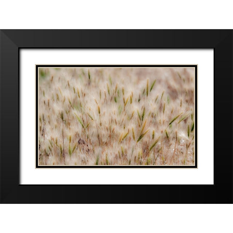 USA-Washington State-Benge Dried grass seed heads Black Modern Wood Framed Art Print with Double Matting by Gulin, Sylvia