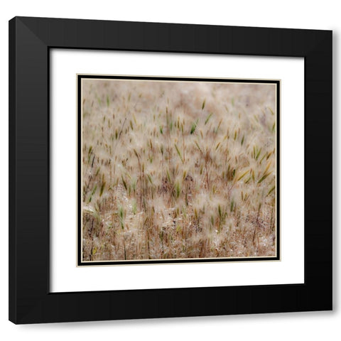 USA-Washington State-Benge Dried grass seed heads Black Modern Wood Framed Art Print with Double Matting by Gulin, Sylvia