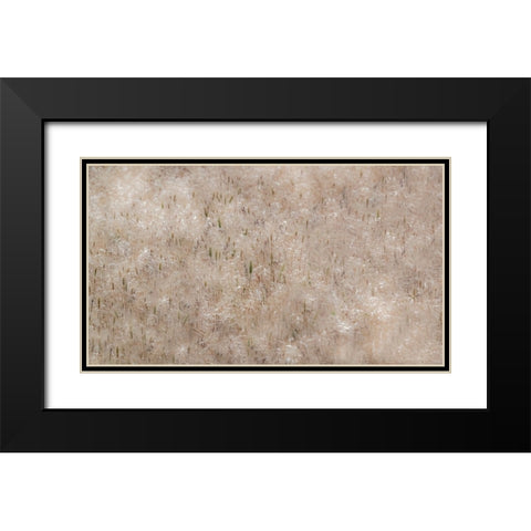 USA-Washington State-Benge Dried grass seed heads Black Modern Wood Framed Art Print with Double Matting by Gulin, Sylvia