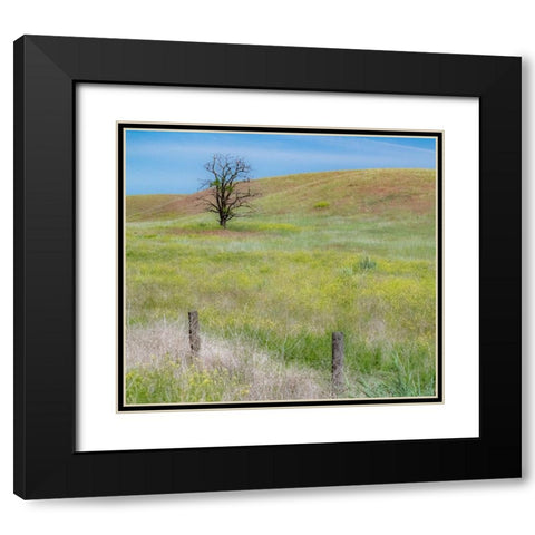 USA-Washington State-Eastern Washington-Benge With lone dead tree in field of grasses Black Modern Wood Framed Art Print with Double Matting by Gulin, Sylvia
