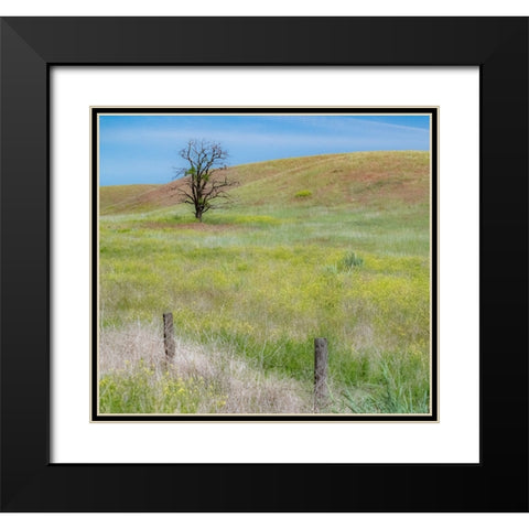 USA-Washington State-Eastern Washington-Benge With lone dead tree in field of grasses Black Modern Wood Framed Art Print with Double Matting by Gulin, Sylvia