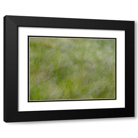 USA-Washington State-Palouse grasses soft focused near Colfax Black Modern Wood Framed Art Print with Double Matting by Gulin, Sylvia
