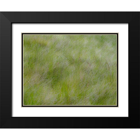 USA-Washington State-Palouse grasses soft focused near Colfax Black Modern Wood Framed Art Print with Double Matting by Gulin, Sylvia