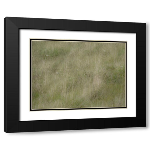 USA-Washington State-Palouse grasses soft focused near Colfax Black Modern Wood Framed Art Print with Double Matting by Gulin, Sylvia