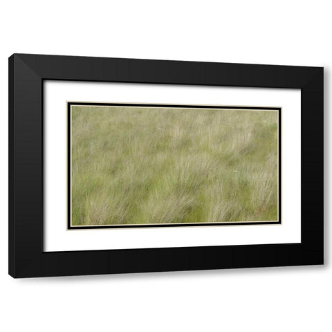 USA-Washington State-Palouse grasses soft focused near Colfax Black Modern Wood Framed Art Print with Double Matting by Gulin, Sylvia