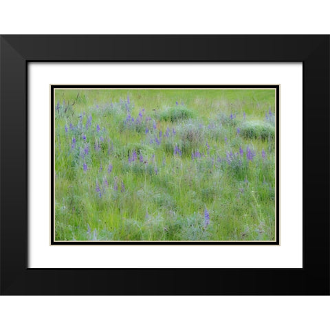 USA-Washington State-Colfax Palouse field of grass and lupine Black Modern Wood Framed Art Print with Double Matting by Gulin, Sylvia