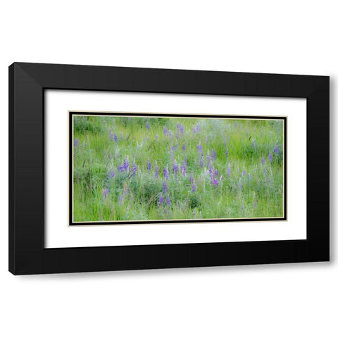 USA-Washington State-Colfax Palouse field of grass and lupine Black Modern Wood Framed Art Print with Double Matting by Gulin, Sylvia