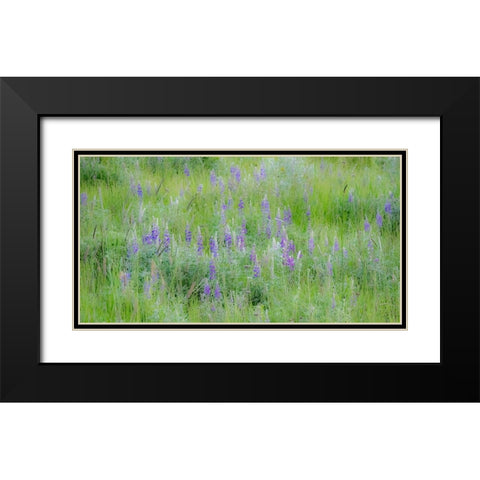 USA-Washington State-Colfax Palouse field of grass and lupine Black Modern Wood Framed Art Print with Double Matting by Gulin, Sylvia