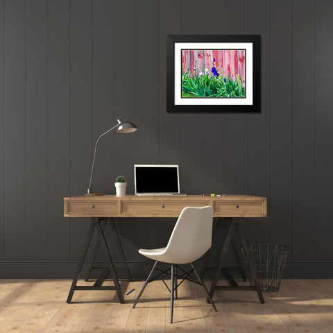 USA-Washington State-Kamiak Butte-Palouse Bearded Iris along side a wooden barn Black Modern Wood Framed Art Print with Double Matting by Gulin, Sylvia