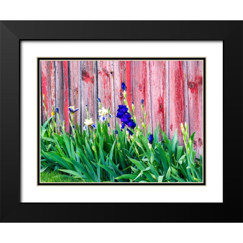 USA-Washington State-Kamiak Butte-Palouse Bearded Iris along side a wooden barn Black Modern Wood Framed Art Print with Double Matting by Gulin, Sylvia