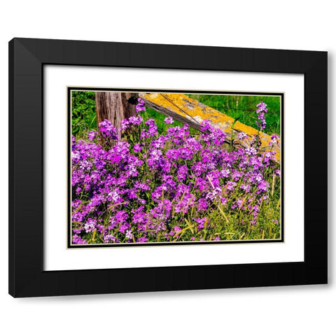 USA-Washington State-Palouse Lichen covered fence post surrounded by dollar plant flowers Black Modern Wood Framed Art Print with Double Matting by Gulin, Sylvia