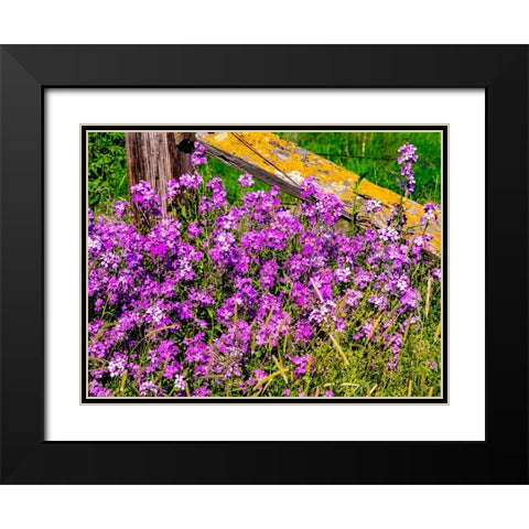USA-Washington State-Palouse Lichen covered fence post surrounded by dollar plant flowers Black Modern Wood Framed Art Print with Double Matting by Gulin, Sylvia