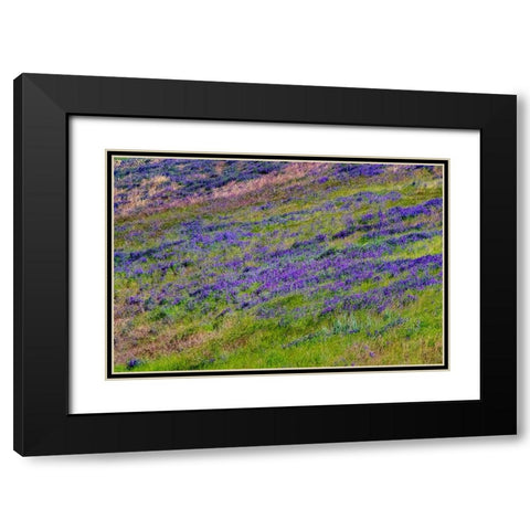 USA-Washington State-Palouse with hillside of vetch Black Modern Wood Framed Art Print with Double Matting by Gulin, Sylvia