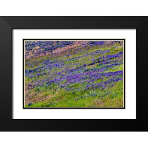 USA-Washington State-Palouse with hillside of vetch Black Modern Wood Framed Art Print with Double Matting by Gulin, Sylvia