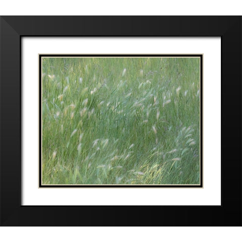 USA-Washington State-Palouse with hillside planted in grass Black Modern Wood Framed Art Print with Double Matting by Gulin, Sylvia
