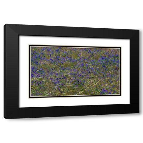 USA-Washington State-Benge Purple vetch in field Black Modern Wood Framed Art Print with Double Matting by Gulin, Sylvia
