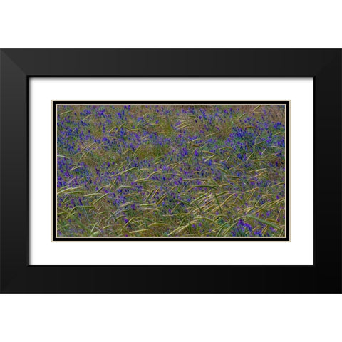 USA-Washington State-Benge Purple vetch in field Black Modern Wood Framed Art Print with Double Matting by Gulin, Sylvia
