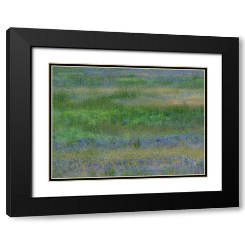 USA-Washington State-Benge Purple vetch in field Black Modern Wood Framed Art Print with Double Matting by Gulin, Sylvia