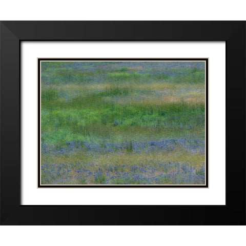 USA-Washington State-Benge Purple vetch in field Black Modern Wood Framed Art Print with Double Matting by Gulin, Sylvia