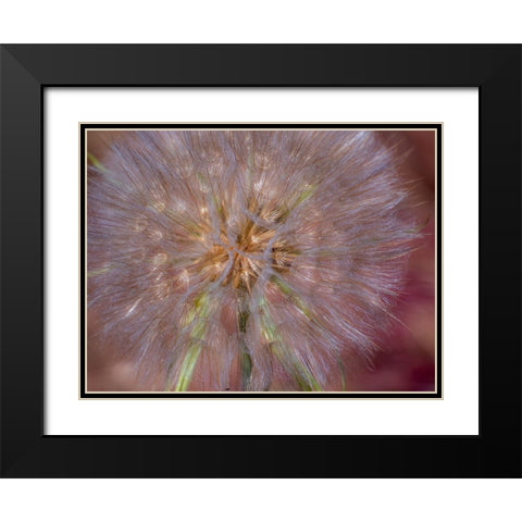 USA-Washington State-Eastern Washington fluffy seed head of Salsify dandelion Black Modern Wood Framed Art Print with Double Matting by Gulin, Sylvia
