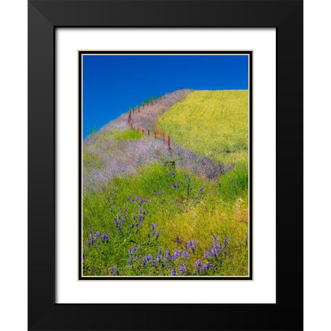 USA-Washington State-Winona winter wheat with fence line and foreground of vetch Black Modern Wood Framed Art Print with Double Matting by Gulin, Sylvia