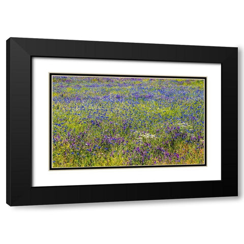 USA-Washington State-Palouse and field of blue bachelor buttons flowering Black Modern Wood Framed Art Print with Double Matting by Gulin, Sylvia