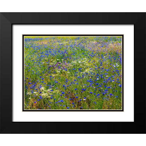 USA-Washington State-Palouse and field of blue bachelor buttons flowering Black Modern Wood Framed Art Print with Double Matting by Gulin, Sylvia