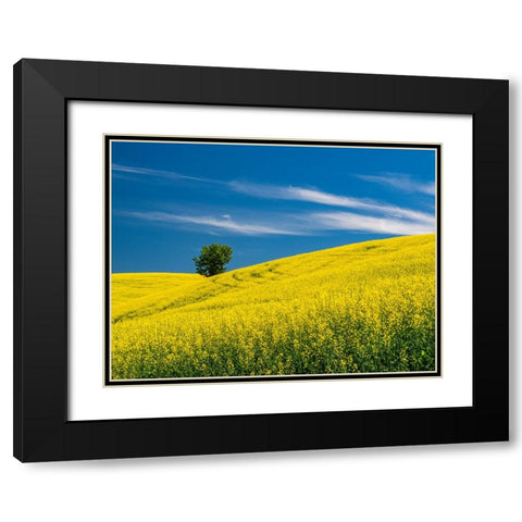 USA-Washington State-Palouse canola field with lone tree near Colfax Black Modern Wood Framed Art Print with Double Matting by Gulin, Sylvia
