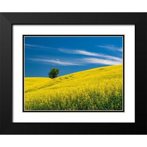 USA-Washington State-Palouse canola field with lone tree near Colfax Black Modern Wood Framed Art Print with Double Matting by Gulin, Sylvia