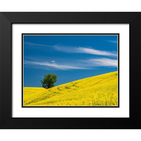 USA-Washington State-Palouse canola field with lone tree near Colfax Black Modern Wood Framed Art Print with Double Matting by Gulin, Sylvia